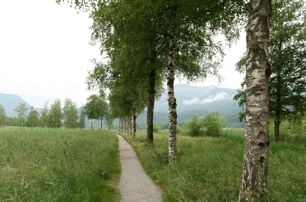 Sentier Randonnée Kochelsee — Photo