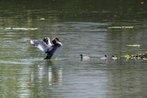 Grebes Chicks Nest Ncrested Grebe Chicks Nest — 스톡 사진