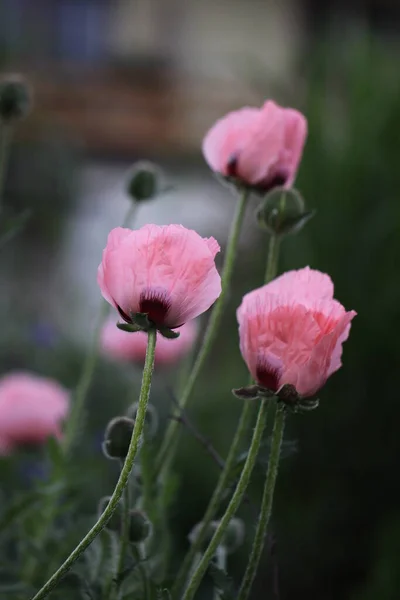 美しい野生のケシの花の近景 — ストック写真