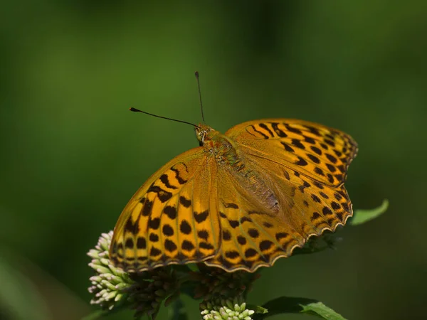 Farfalla Arancione Flora Natura — Foto Stock