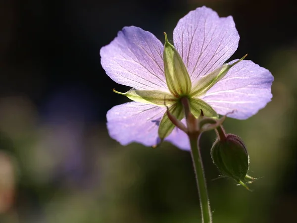 Géranium Dans Rétroéclairage — Photo