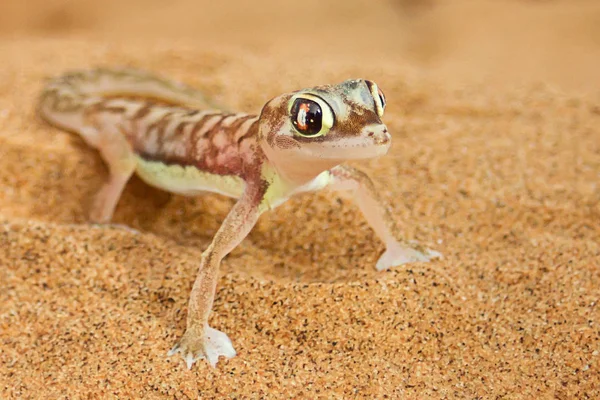 Lucertola Rettile Geco Animale Tropicale — Foto Stock