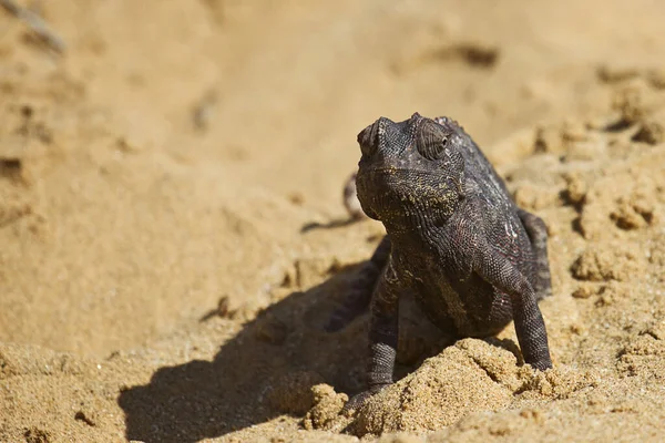 Kameleont Djur Tropisk Ödla Reptil — Stockfoto