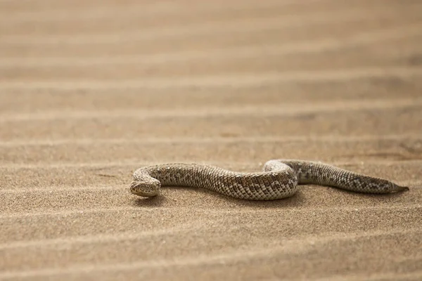 Slangenreptiel Dierenwereld — Stockfoto