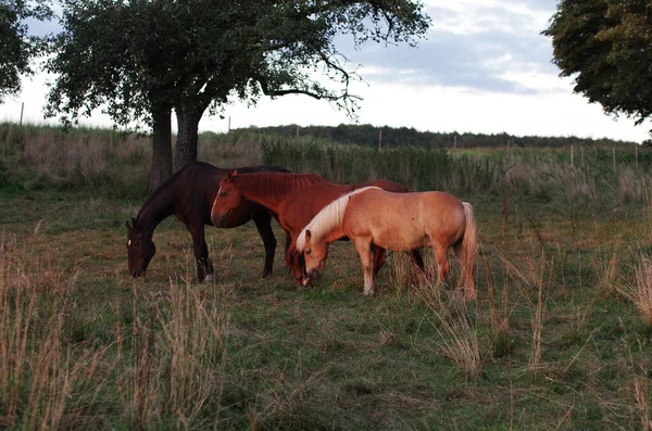 Grupo Caballos Mientras Pastan — Foto de Stock