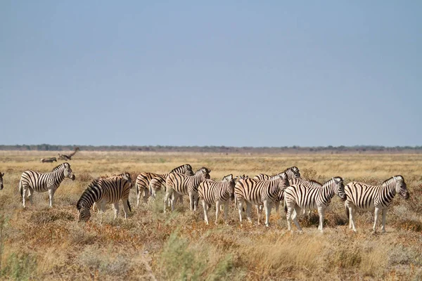 Afrikai Fekete Fehér Zebra Állat — Stock Fotó