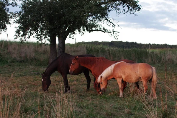 Grupo Caballos Mientras Pastan —  Fotos de Stock