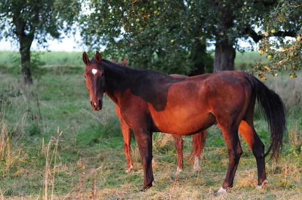 Cavalli Sole Della Sera — Foto Stock