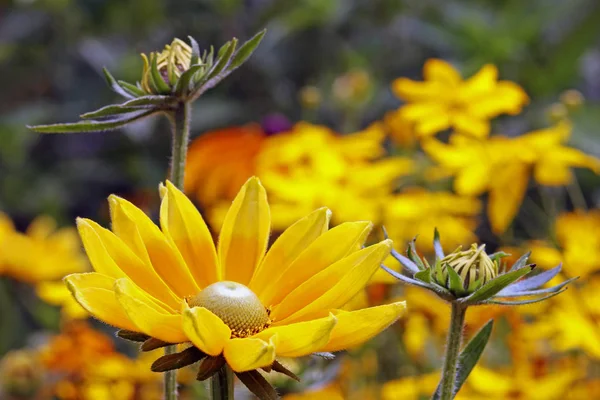 Rudbeckia Hirta Prairie Sun — Φωτογραφία Αρχείου