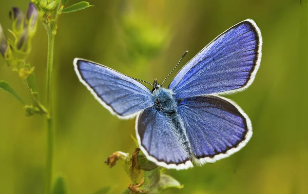 Närbild Insekter Vild Natur — Stockfoto