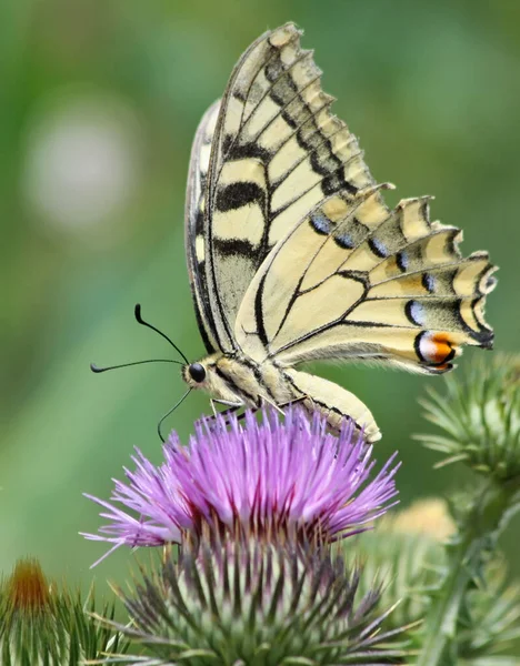 Zwaluwstaart Papilio Machaon Fam Ritterfalter Papilionidae — Stockfoto