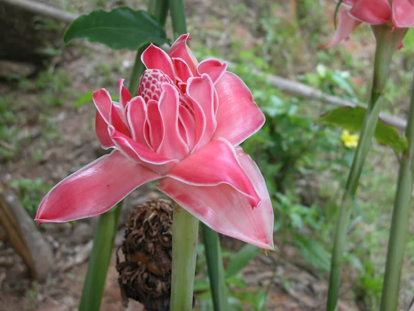 Plants Seychelles Seychelles — Stock Photo, Image