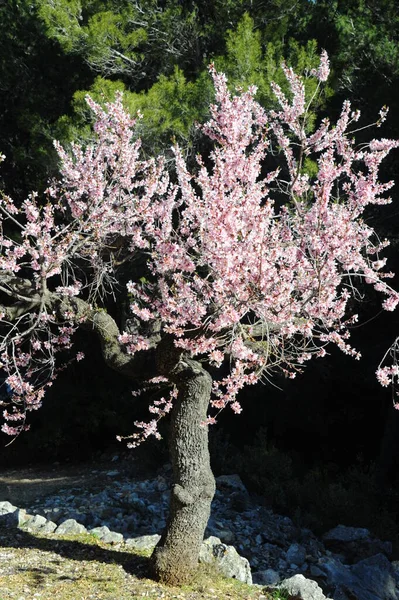 Almond Blossom Spain — Stock Photo, Image