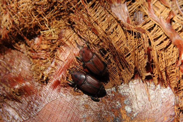 Picudo Rojo Rhynchophorus Ferrugineus Red Palm Weevil — Stock Photo, Image