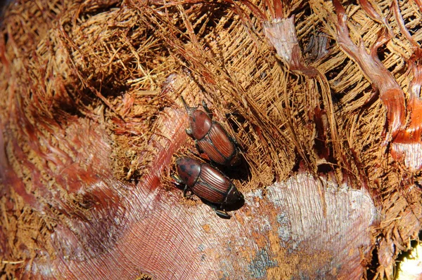 Picudo Rojo Rhynchophorus Ferrugineus Red Palm Weevil — Stock fotografie