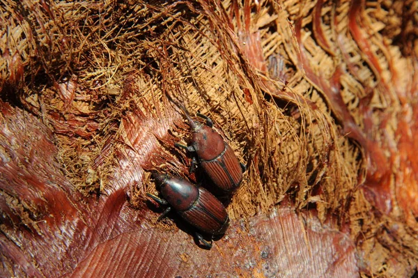Picudo Rojo Rhynchophorus Ferrugineus Roter Palmenrüssler — Stockfoto