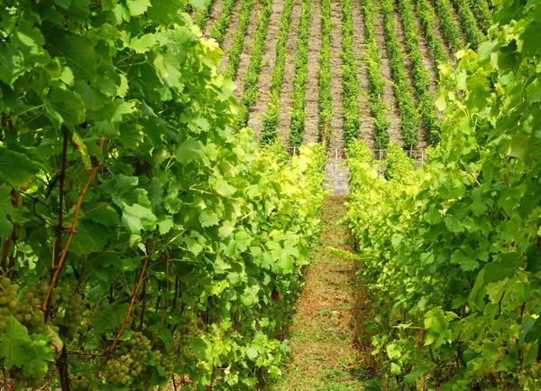 Winnica Winogronowa Plantacji Wiejskiej — Zdjęcie stockowe
