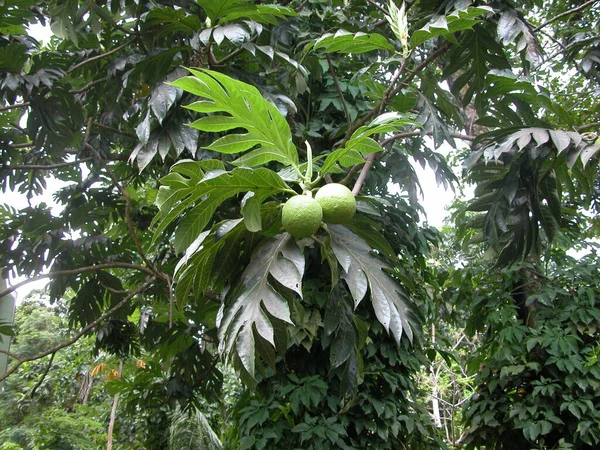 Plants Seychelles Seychelles — Stock Photo, Image