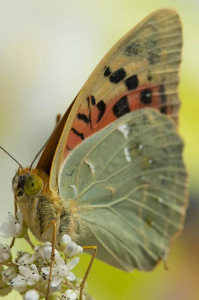 Krásný Motýl Sedí Rostlině Poli — Stock fotografie