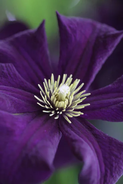 Flora Pétalas Flores Botânica — Fotografia de Stock