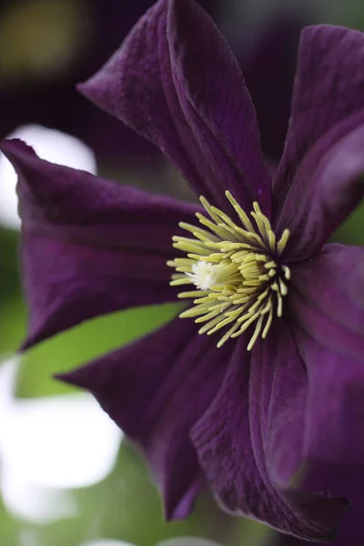 Flora Pétalas Flores Botânica — Fotografia de Stock