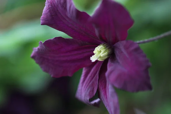 Clematis Çiçek Yaprakları Flora — Stok fotoğraf