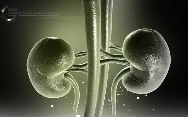 腎臓の色の背景のデジタルイラスト — ストック写真