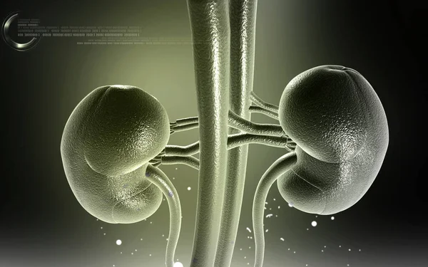 Digital Illustration Kidney Colour Background — Stock Photo, Image