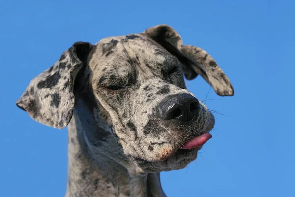Bulldog Allemand Avec Langue Sortant — Photo