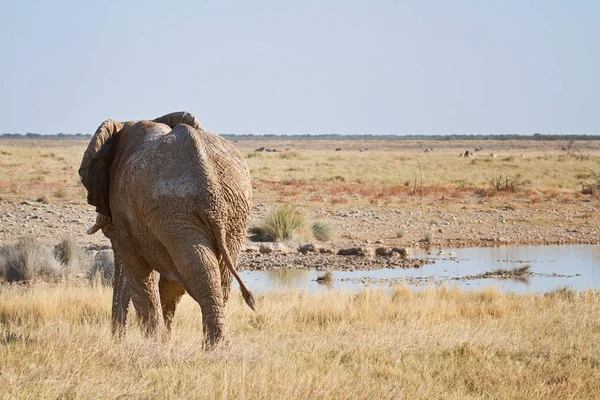 Éléphant Animal Animal Africain — Photo