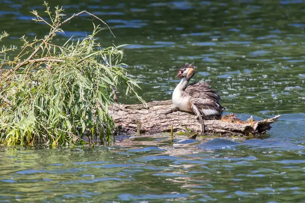 Dipper Crested Grebe — стоковое фото