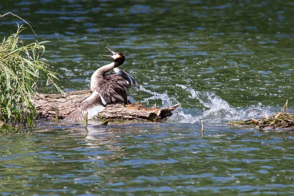 Grebes Crested Grebe — стоковое фото