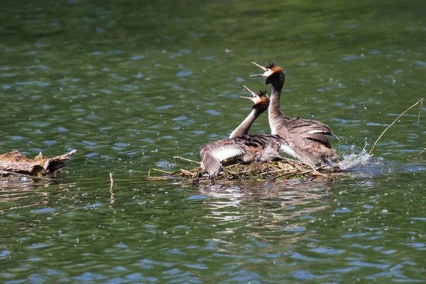 Couple Teckshunds Crêpes Grèbes Couple — Photo