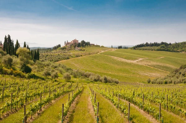 Viticultura Toscana Com Castel Região Greve — Fotografia de Stock