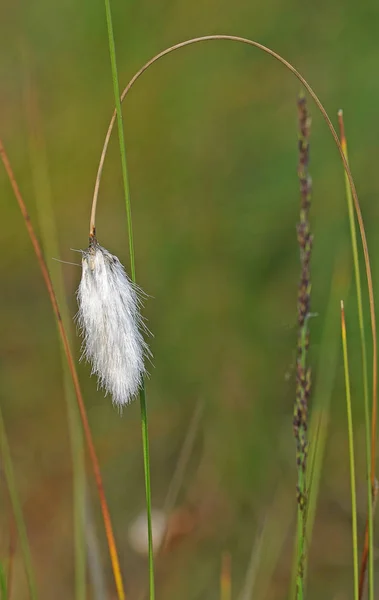 Gras Flora Plant Natuur — Stockfoto