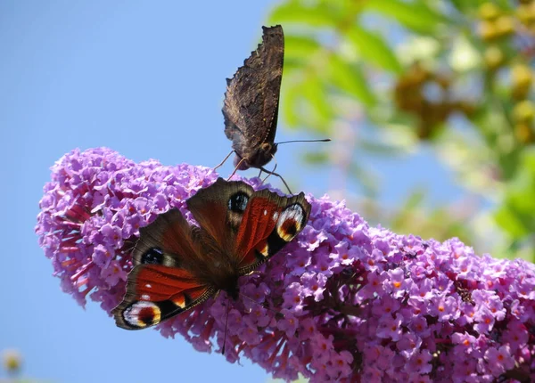 Tavus Kuşu Kelebeği Kelebek Çalılığında Buddleja Davidii — Stok fotoğraf