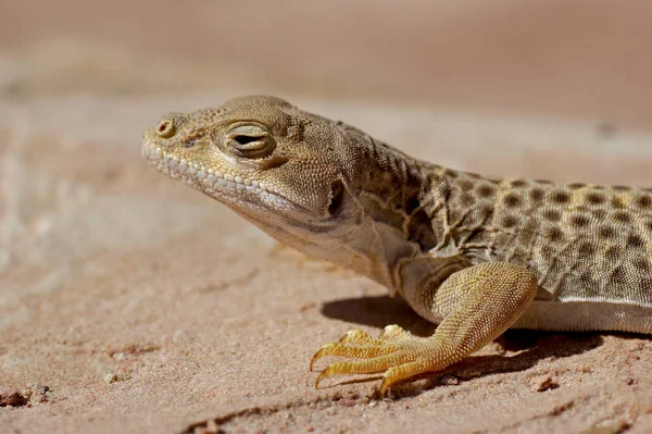 Zblízka Ještěrka Biotopu Koncept Divokosti — Stock fotografie