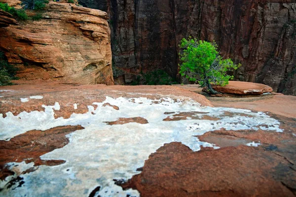 Canyon Overlook Zion National Park Utah Usa — стоковое фото