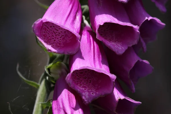 Foxglove Flower Botany Beauty — Stock Photo, Image