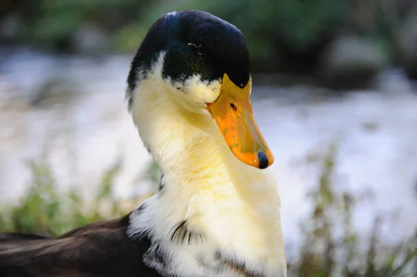 Todos Meus Ducks Nadando Lago — Fotografia de Stock