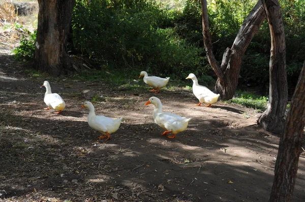 Tutte Mie Anatre Nuotano Sul Lago — Foto Stock