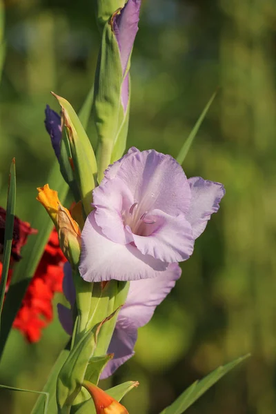 Цветы Гладиолуса Флора Листва — стоковое фото