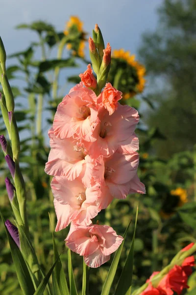 Gladiolus Virágok Flóra Lombozat — Stock Fotó