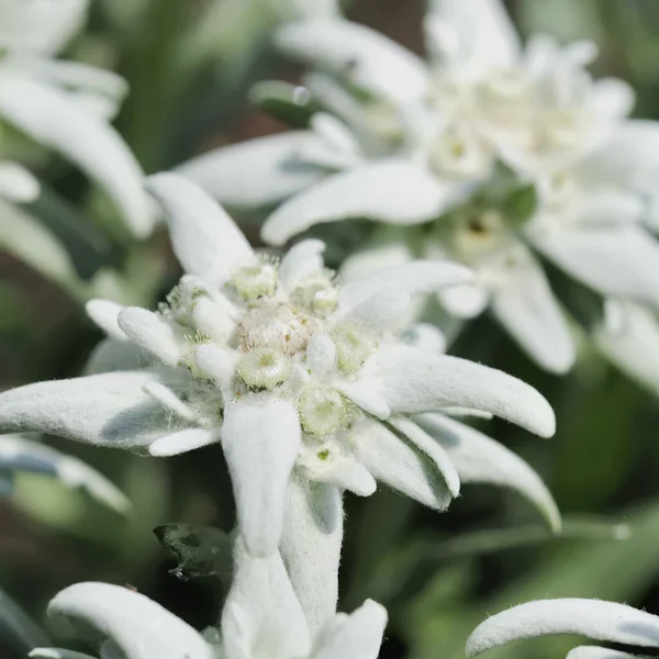 White Edelweiss Wildflowers Petals — Stock Photo, Image
