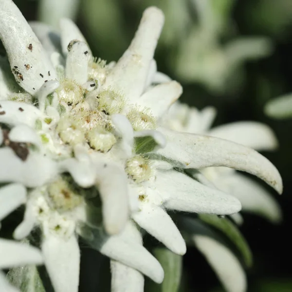 Λευκά Πέταλα Αγριολούλουδων Edelweiss — Φωτογραφία Αρχείου