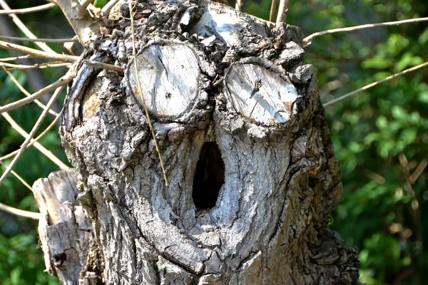 Tree Face — Stock Photo, Image