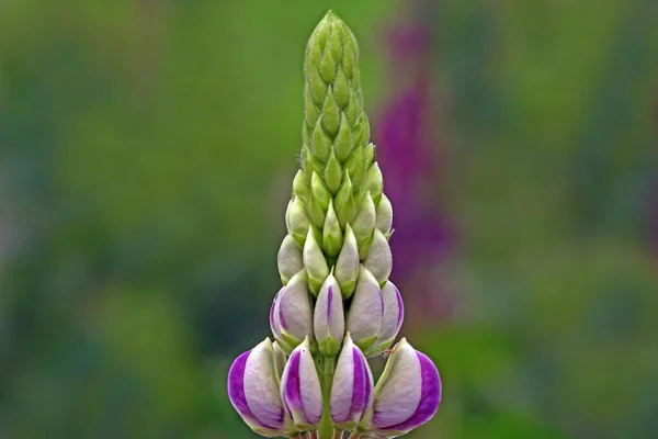 Malerische Ansicht Der Schönen Lupinenblume — Stockfoto