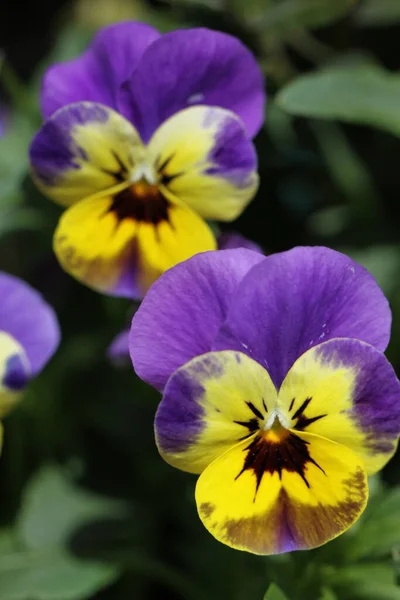 Smukke Blomster Blomster Koncept Baggrund - Stock-foto