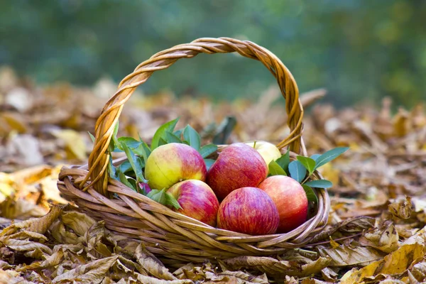 Manzanas Frescas Una Canasta Jardín Otoño —  Fotos de Stock