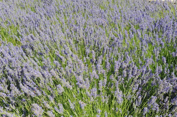 Vista Panorâmica Bela Lavanda Roxa — Fotografia de Stock